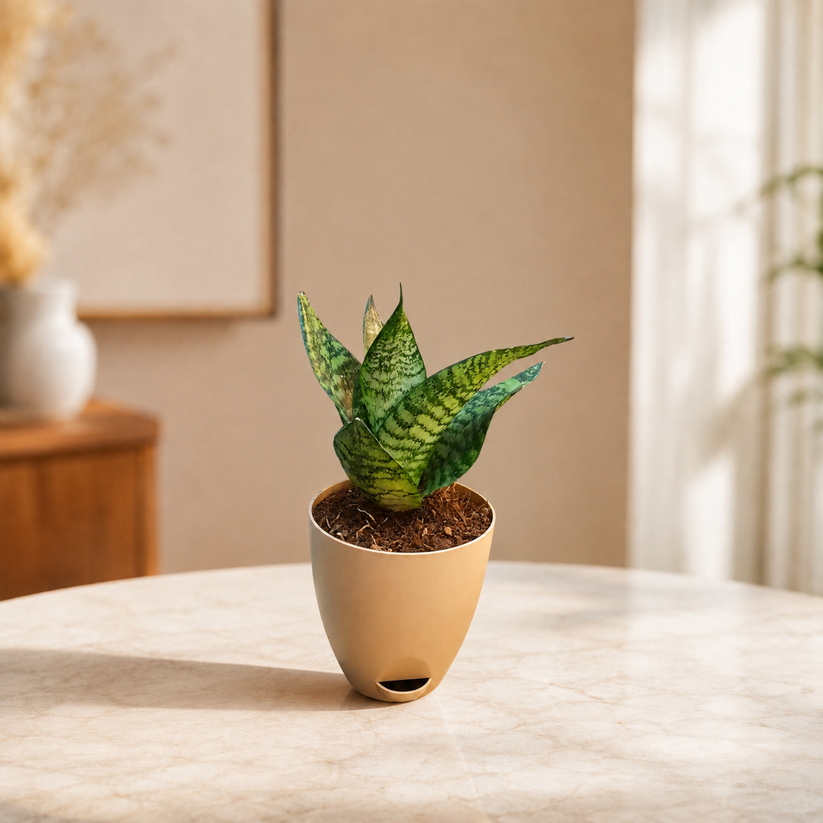 Sansevieria, Snake (Green Hahnii) Plant