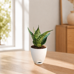 Sansevieria, Snake (Green Hahnii) Plant