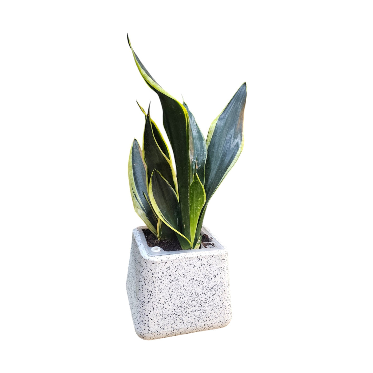 Laurentii Snake Plant in Premium Rotomolded Planter