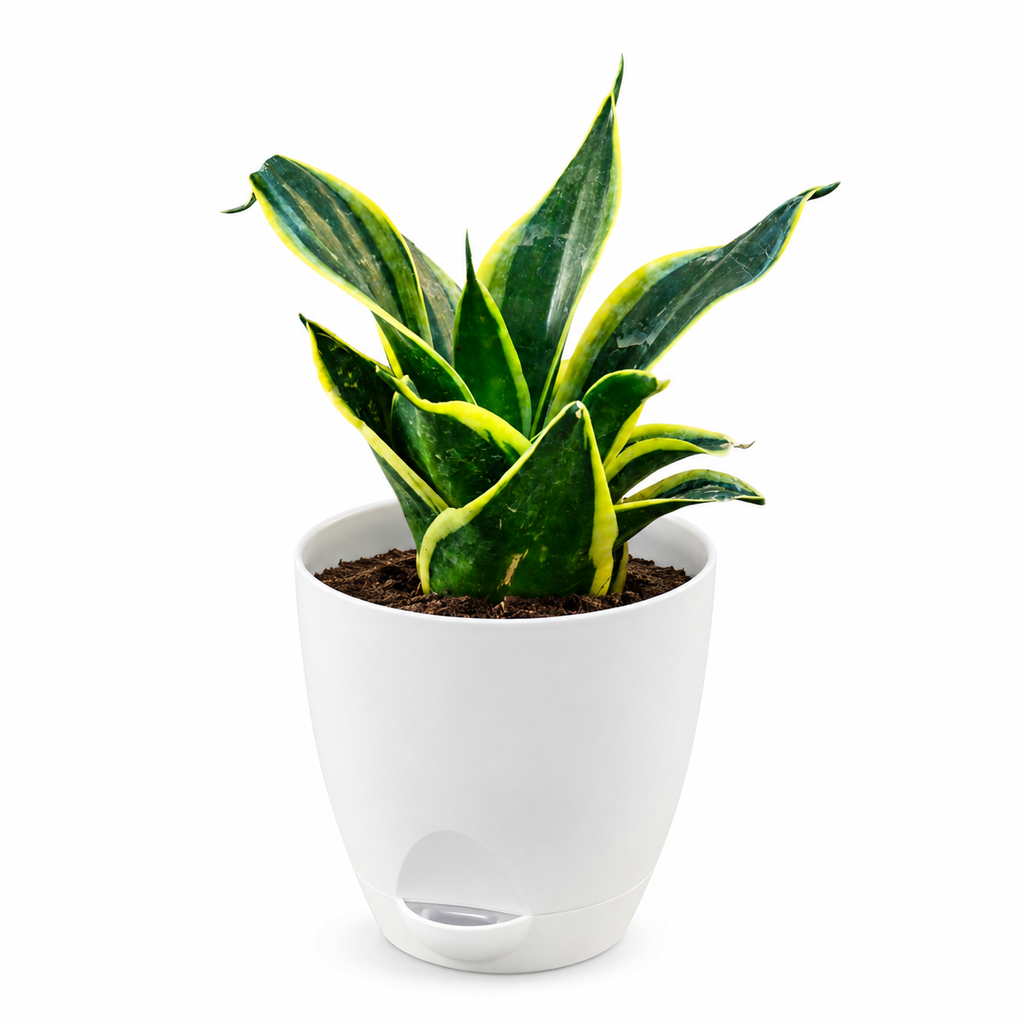 Sansevieria, Snake (Golden Hahnii) Plant