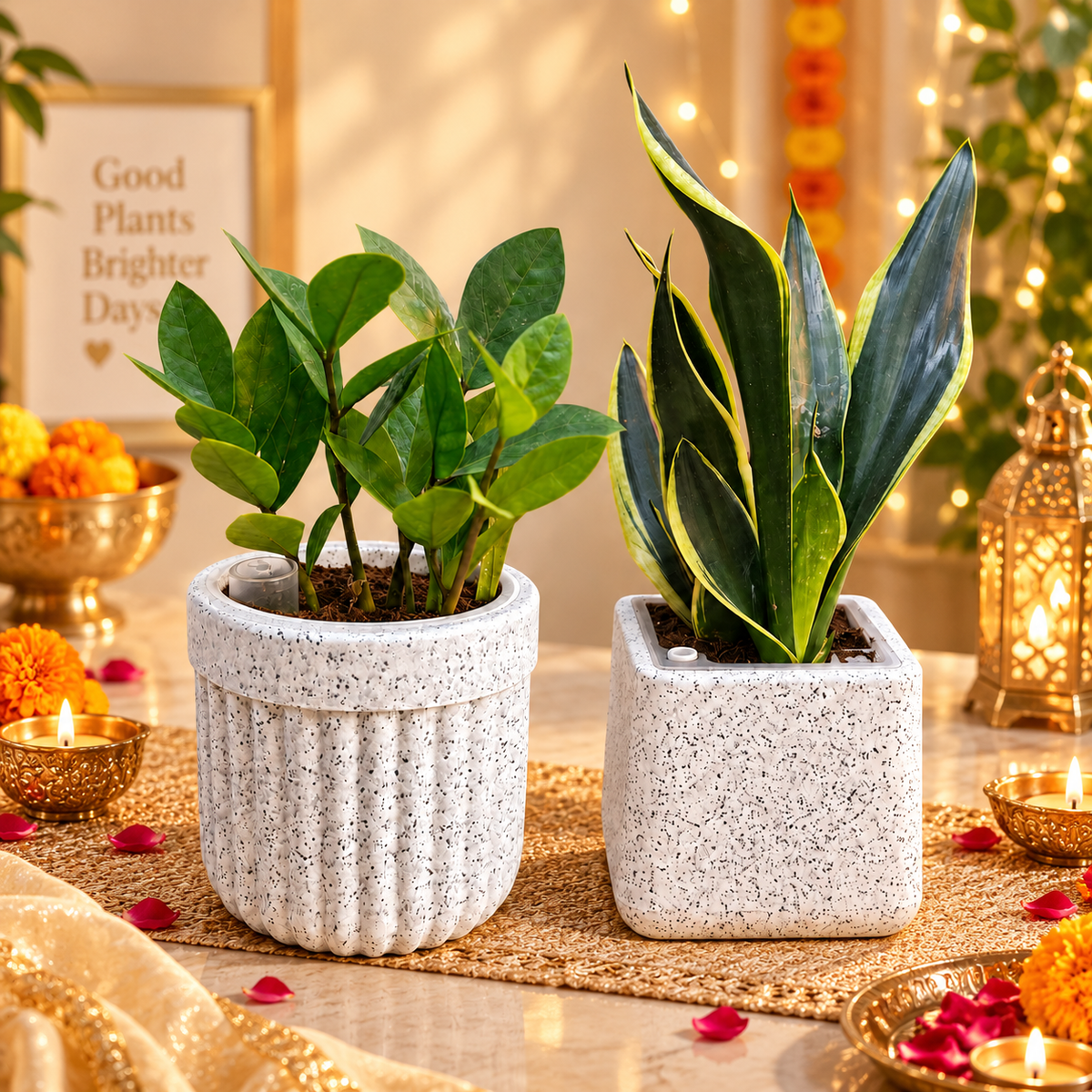 Strong & Serene – Premium Indoor Plant Set of 2