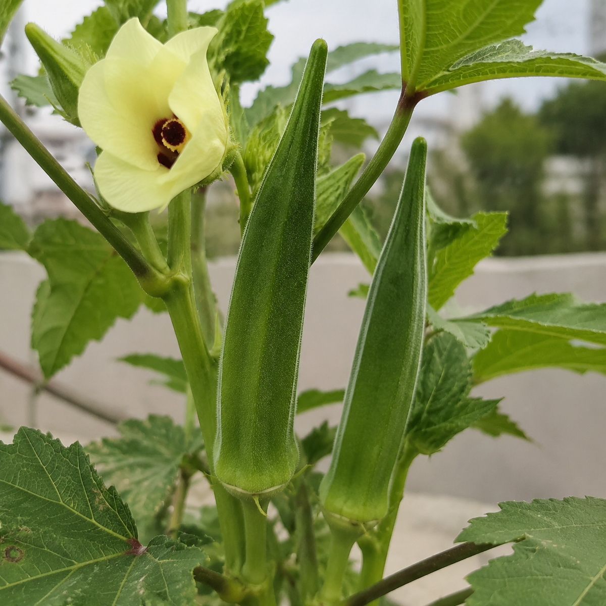 Sujata Bhindi Seeds – F1 Hybrid