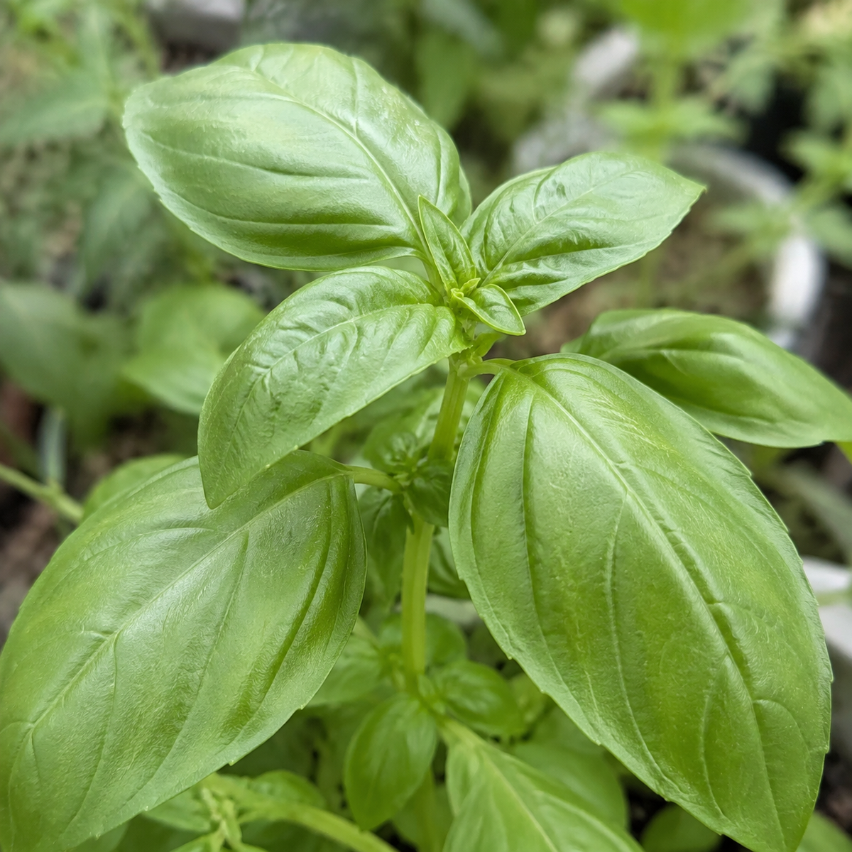 Sweet Basil Culinary Herb Seeds