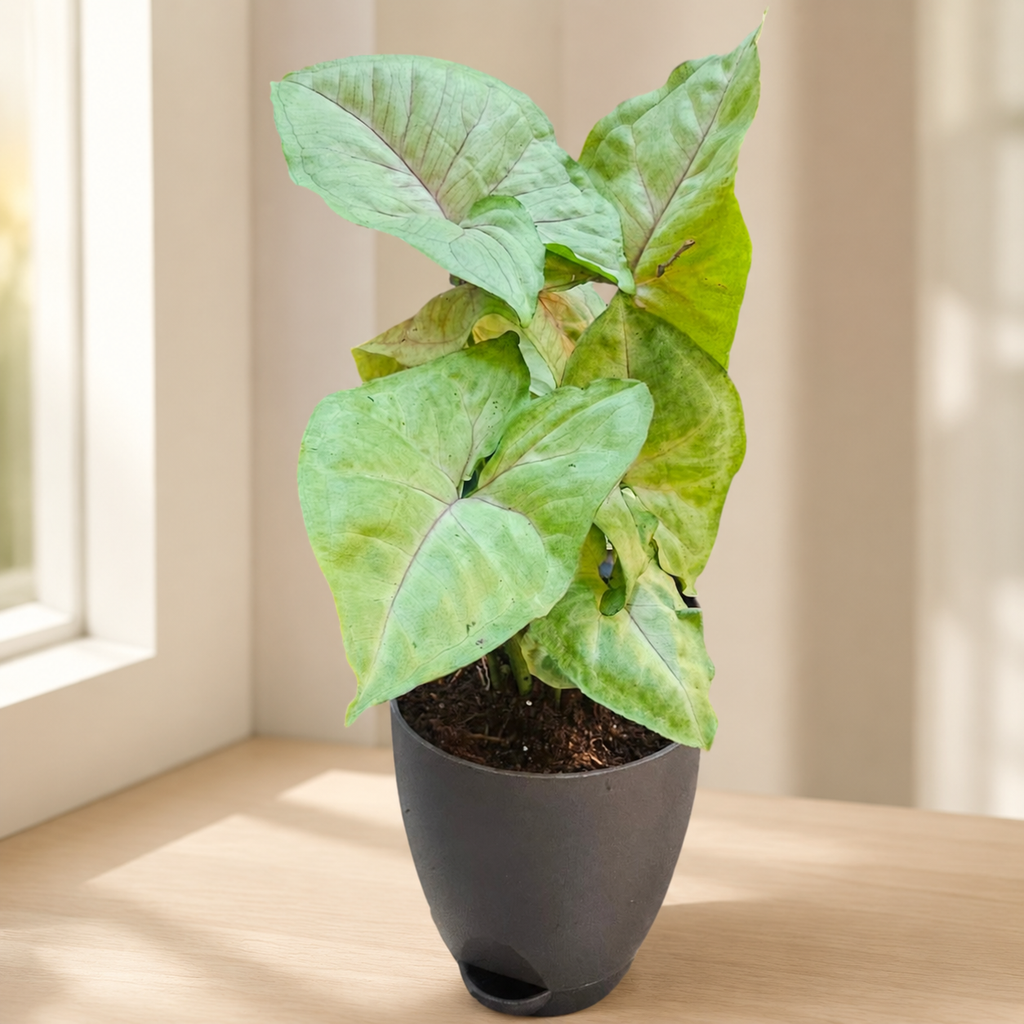 Syngonium (Green) Plant
