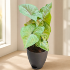 Syngonium (Green) Plant