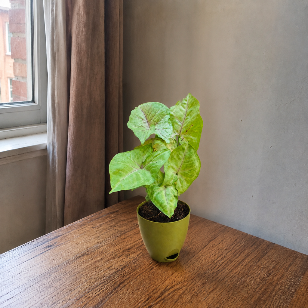 Syngonium (Green) Plant