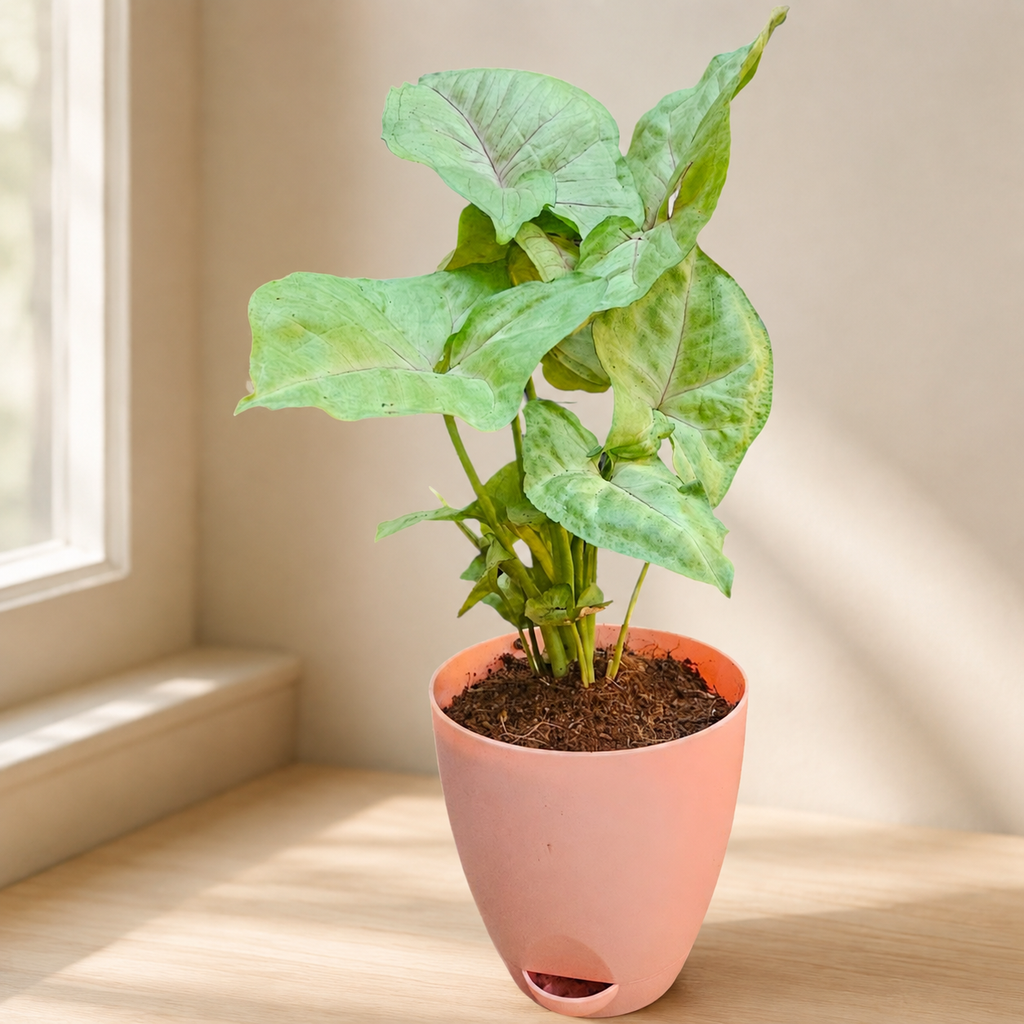 Syngonium (Green) Plant