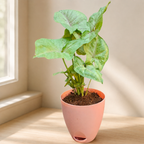 Syngonium (Green) Plant