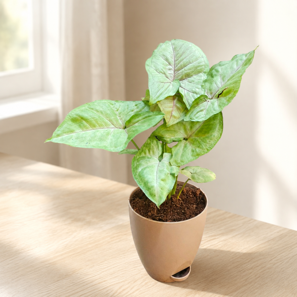 Syngonium (Green) Plant