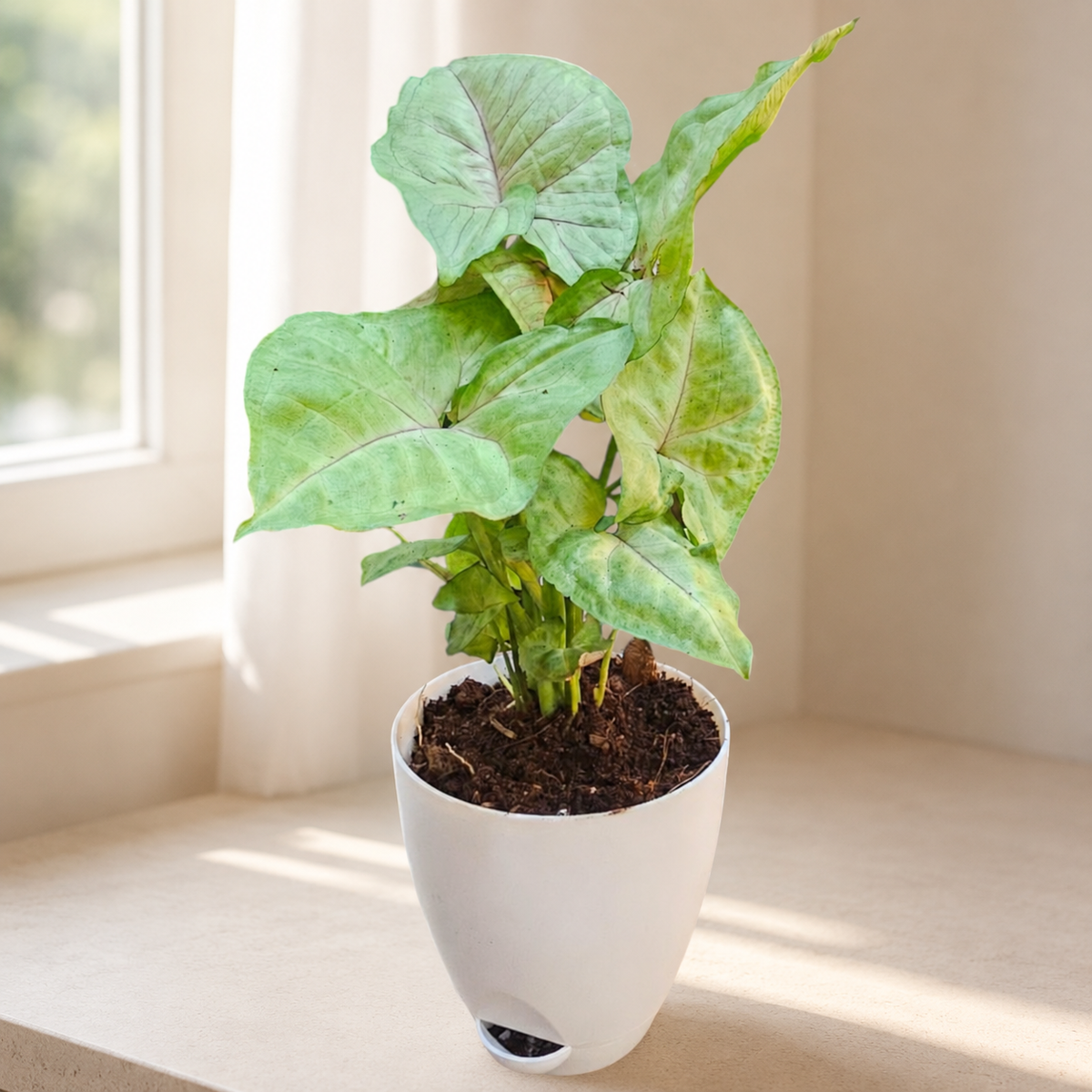 Syngonium (Green) Plant