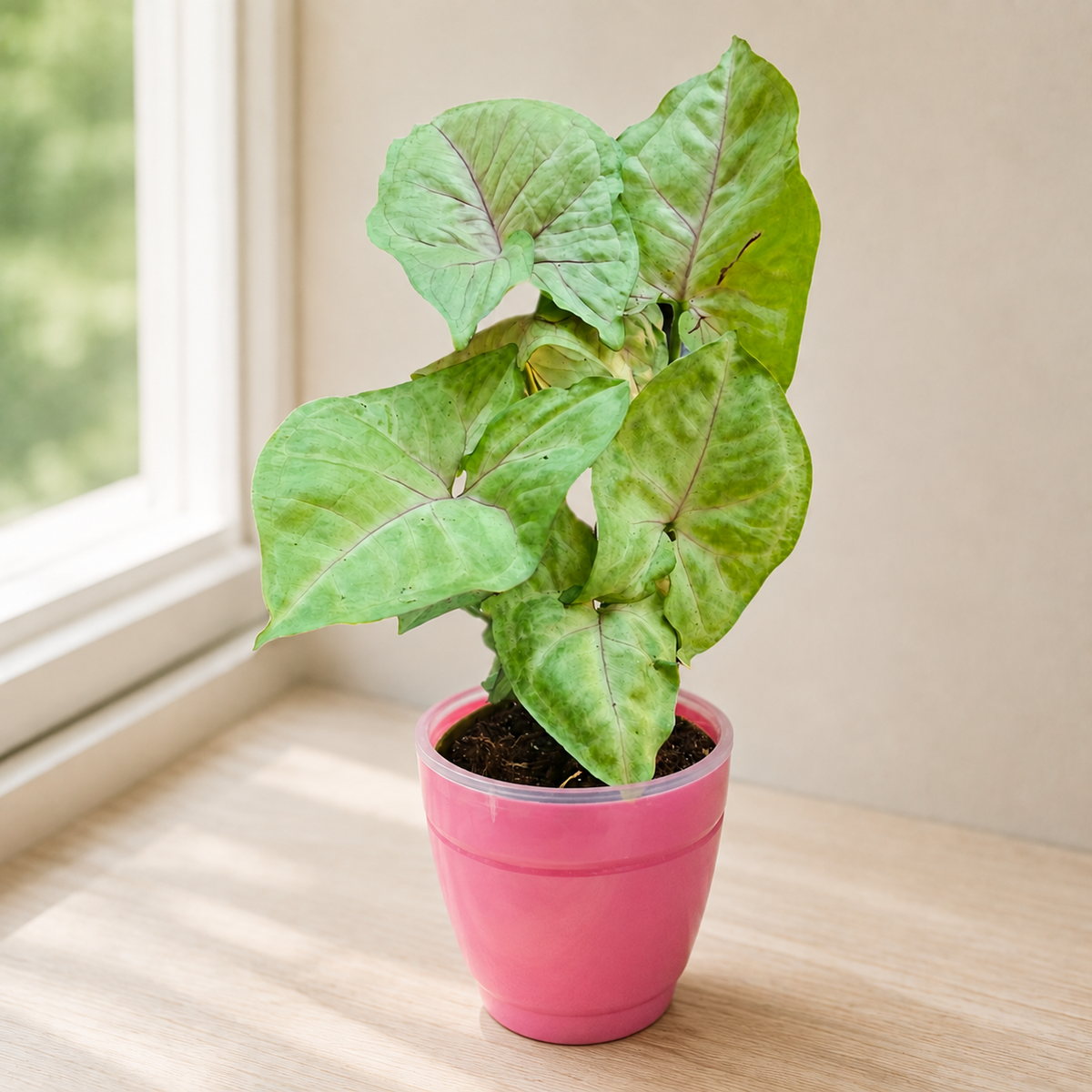 Syngonium (Green) Plant
