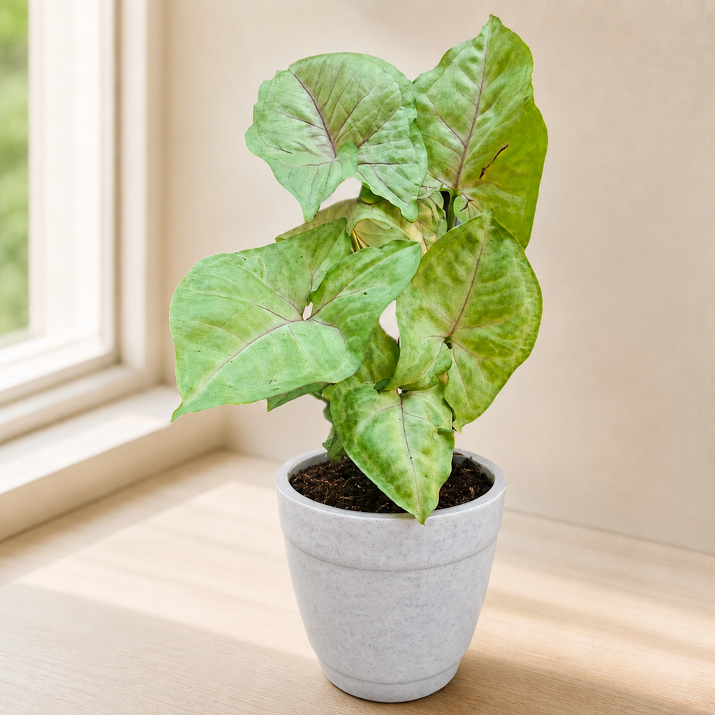 Syngonium (Green) Plant