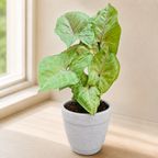 Syngonium (Green) Plant