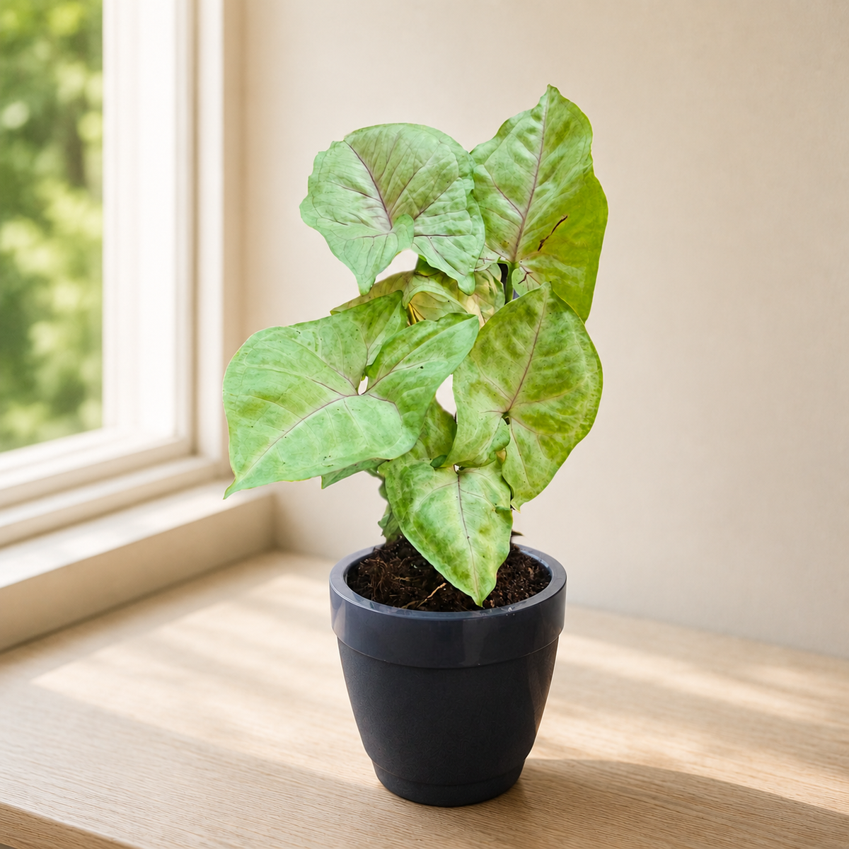 Syngonium (Green) Plant
