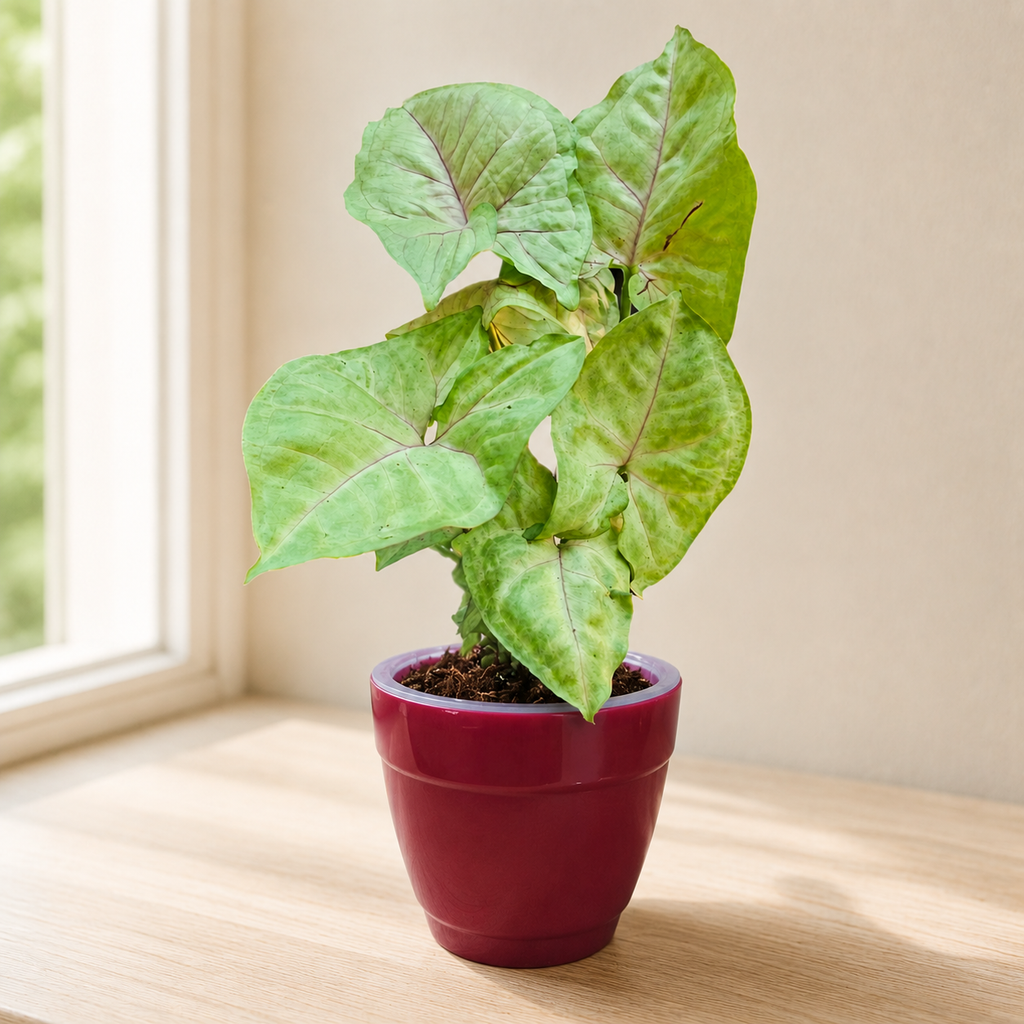 Syngonium (Green) Plant