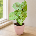 Syngonium (Green) Plant