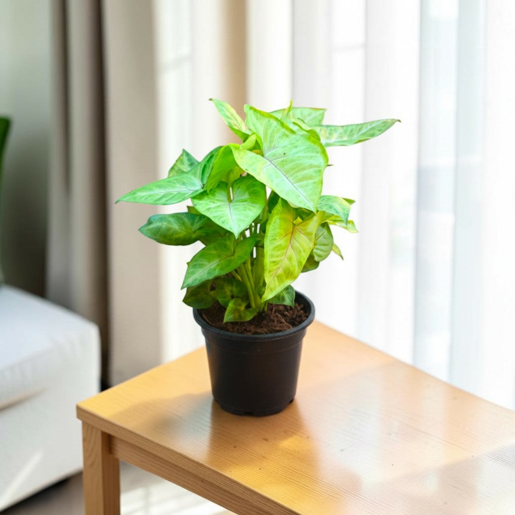 Syngonium (Green) Plant