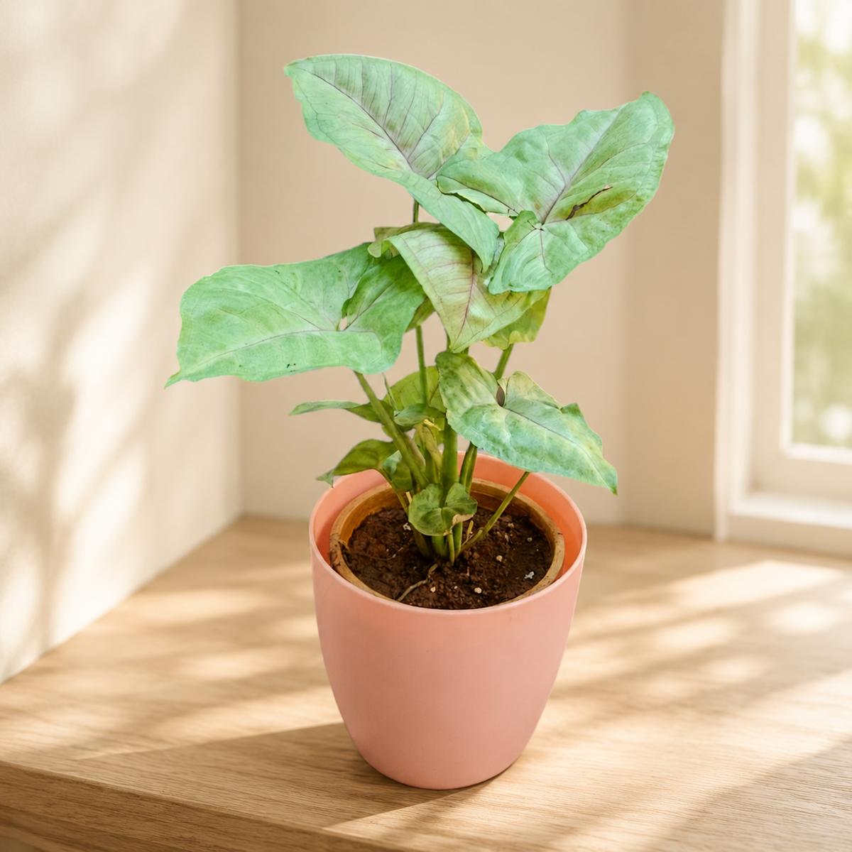 Syngonium (Green) Plant