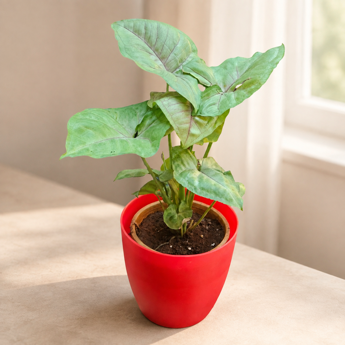 Syngonium (Green) Plant