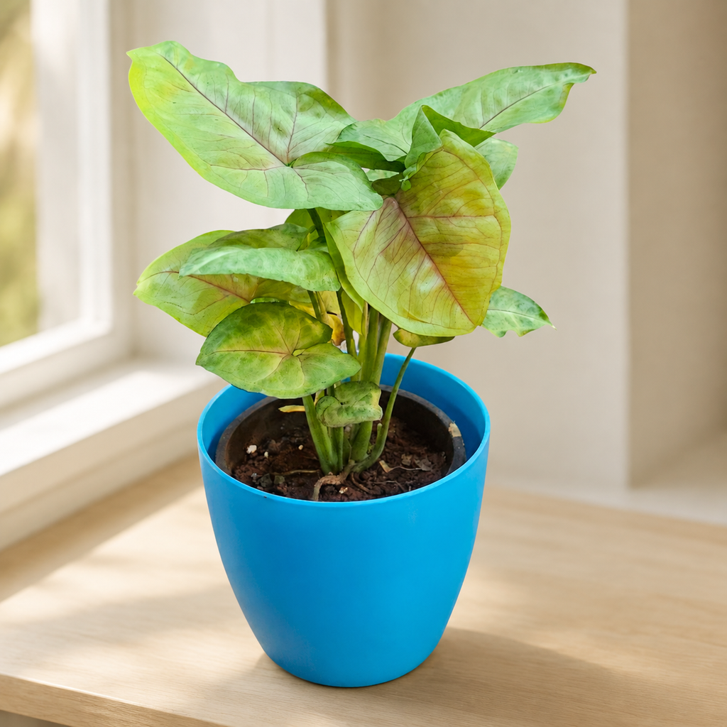 Syngonium (Green) Plant