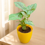 Syngonium (Green) Plant