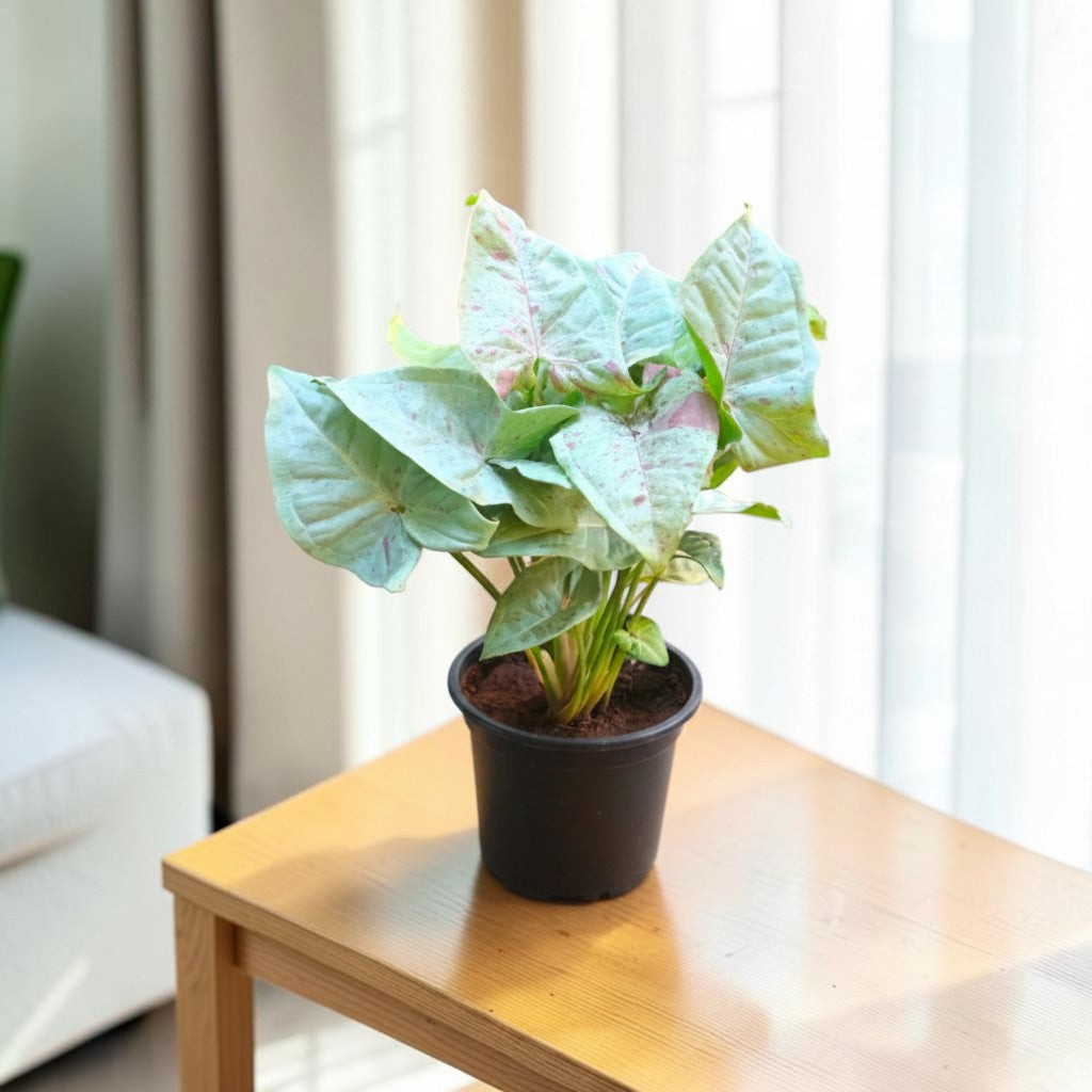 Syngonium (Neon Pink) Plant