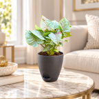 Syngonium (Neon Pink) Plant