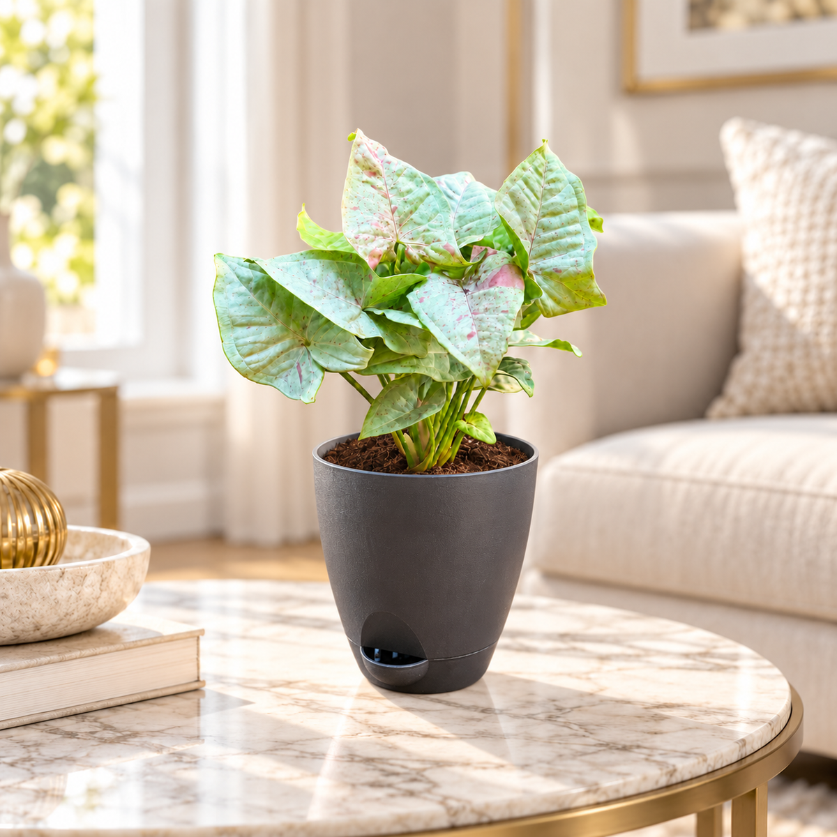 Syngonium (Neon Pink) Plant