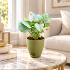 Syngonium (Neon Pink) Plant