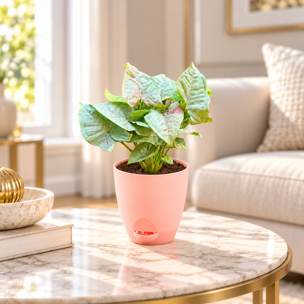 Syngonium (Neon Pink) Plant