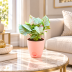 Syngonium (Neon Pink) Plant