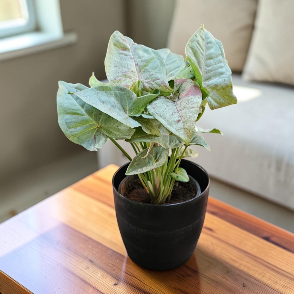 Syngonium (Neon Pink) Plant