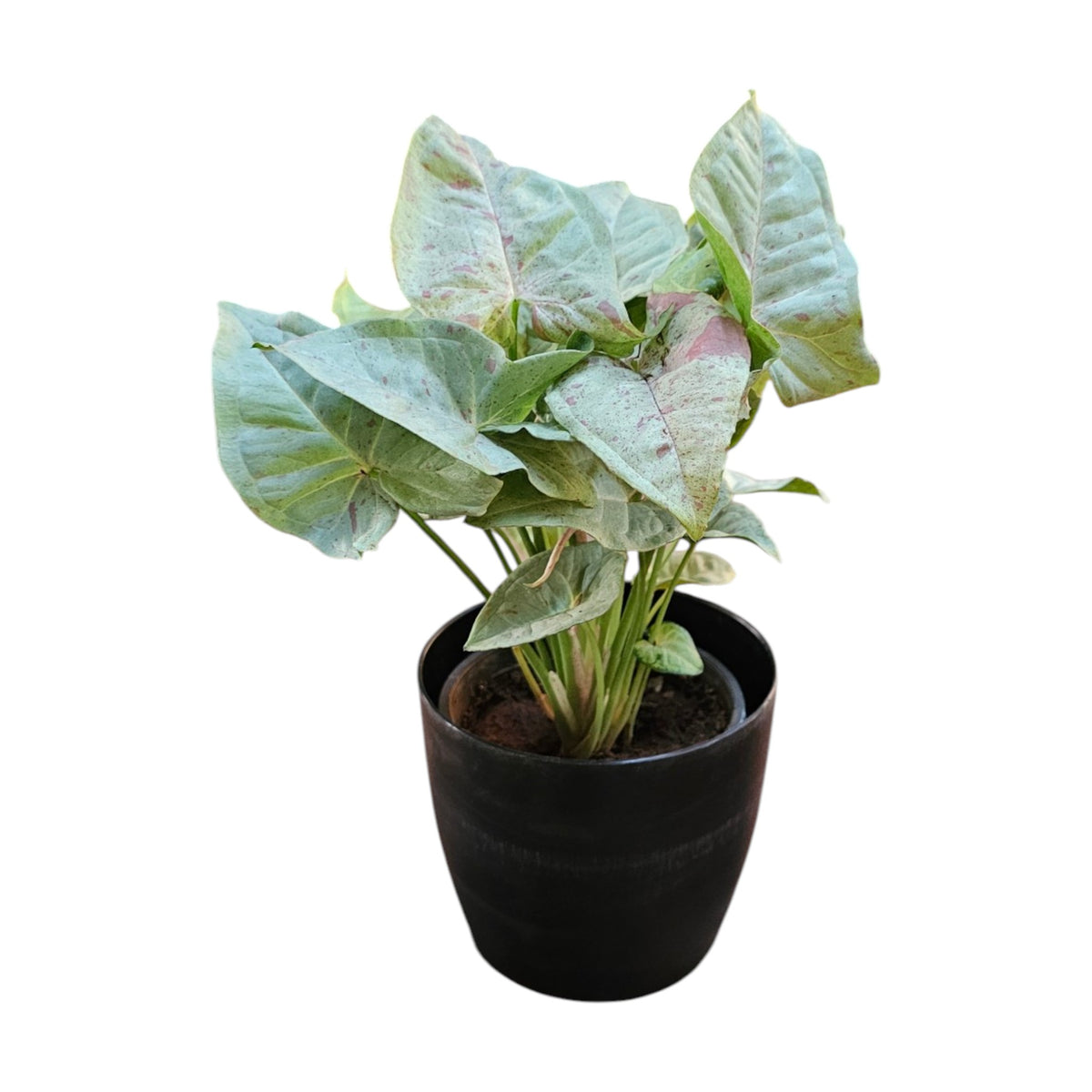 Syngonium (Neon Pink) Plant