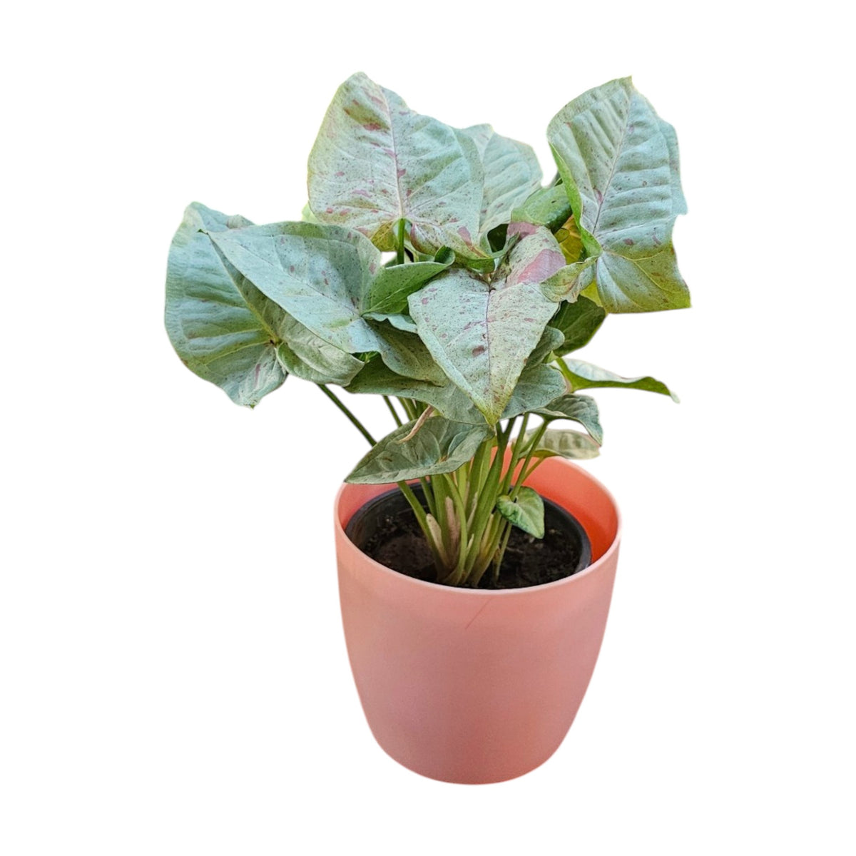 Syngonium (Neon Pink) Plant