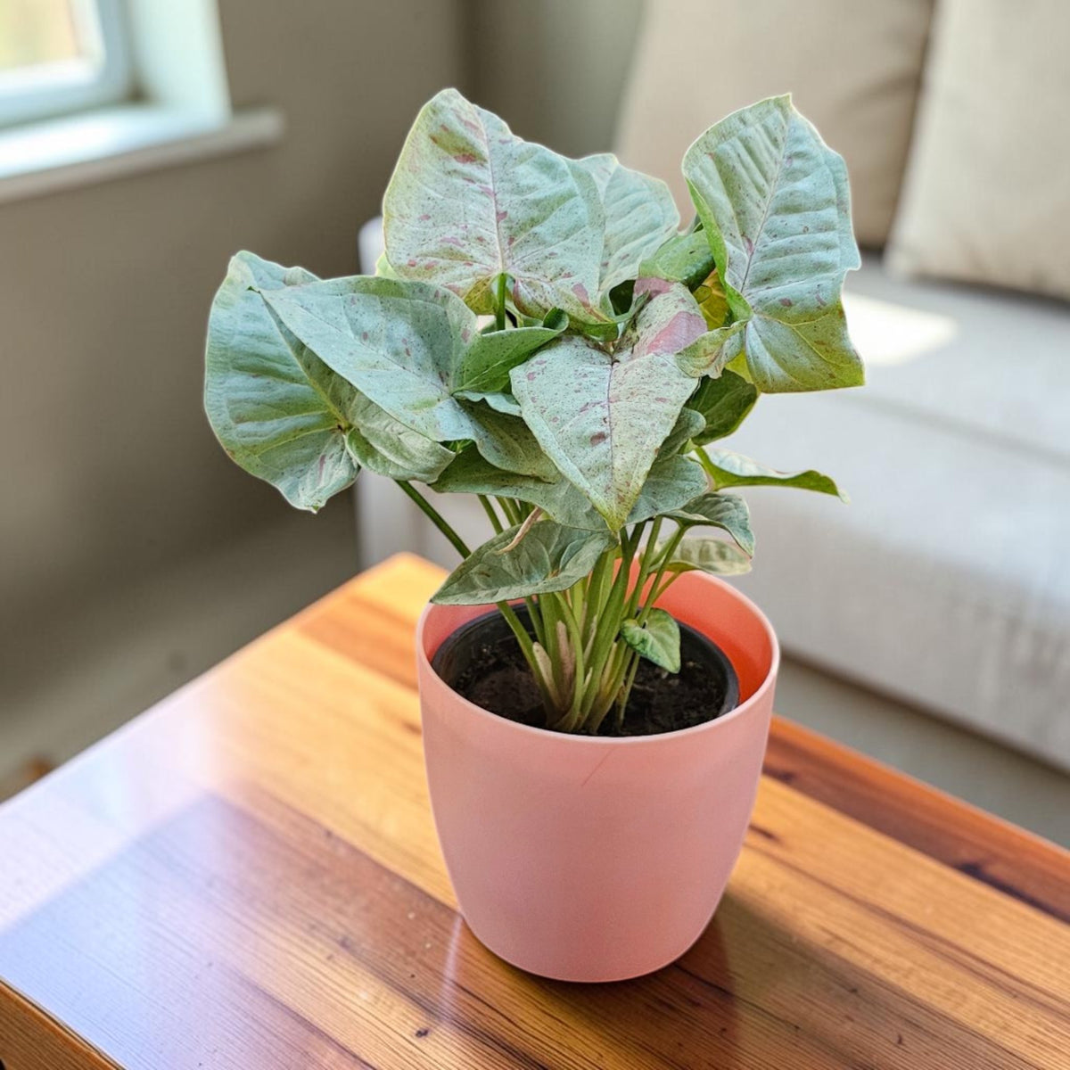Syngonium (Neon Pink) Plant