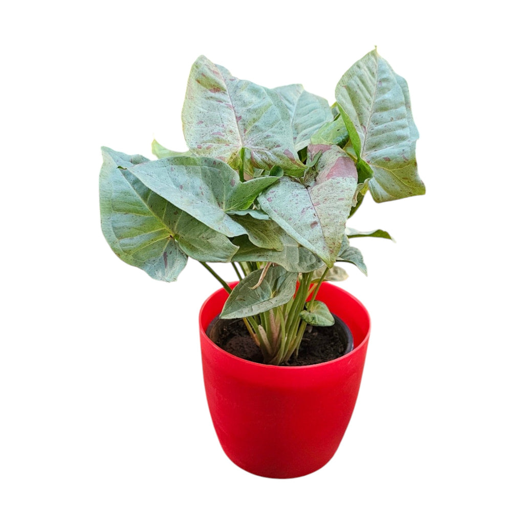 Syngonium (Neon Pink) Plant