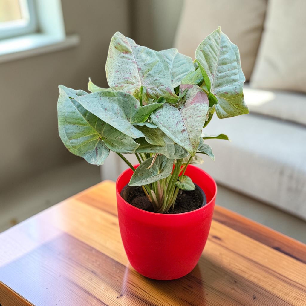 Syngonium (Neon Pink) Plant