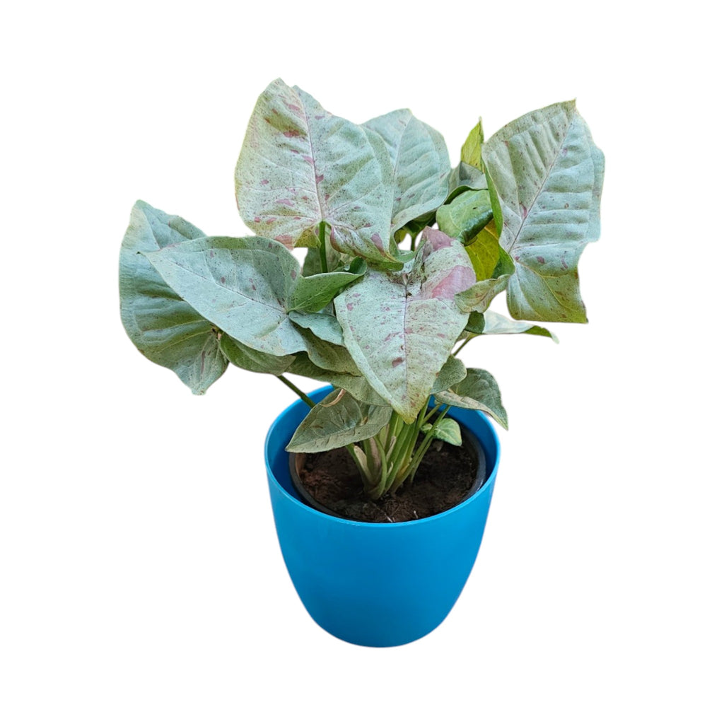 Syngonium (Neon Pink) Plant