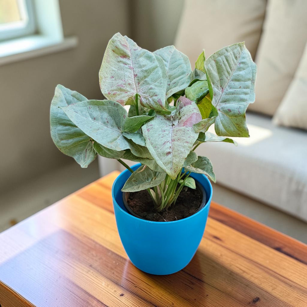 Syngonium (Neon Pink) Plant