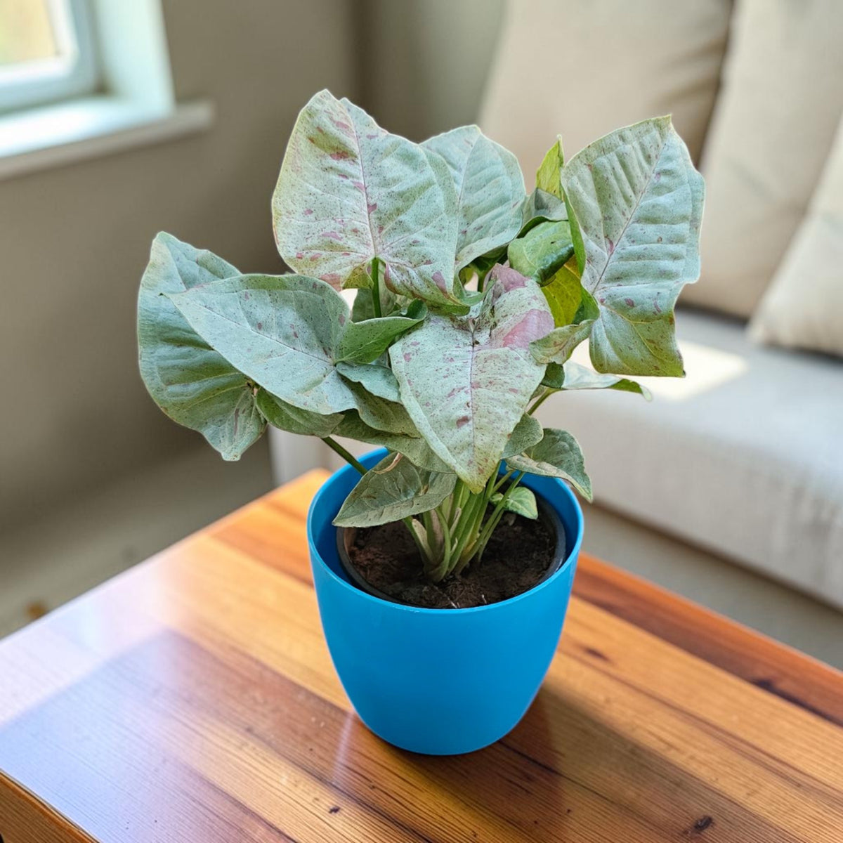 Syngonium (Neon Pink) Plant
