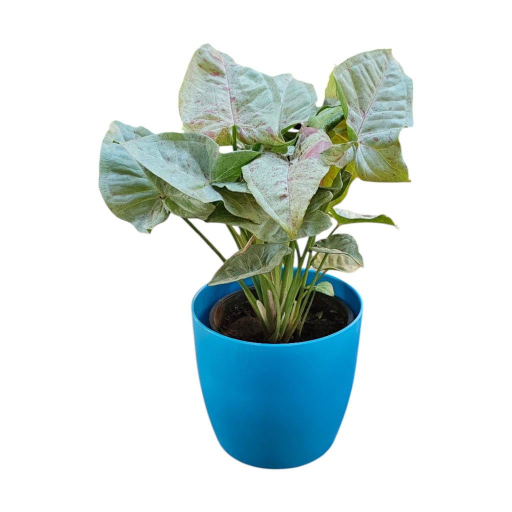 Syngonium (Neon Pink) Plant