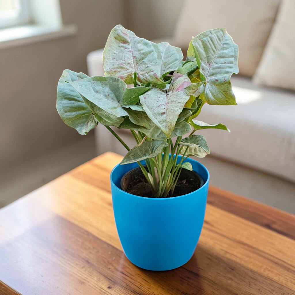 Syngonium (Neon Pink) Plant