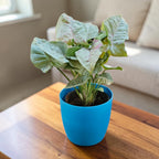 Syngonium (Neon Pink) Plant
