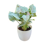 Syngonium (Neon Pink) Plant
