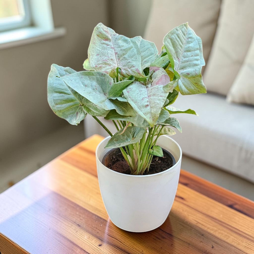 Syngonium (Neon Pink) Plant