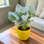Syngonium (Neon Pink) Plant