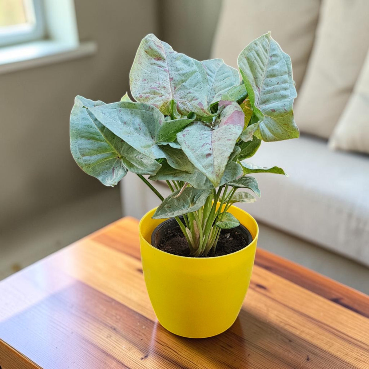 Syngonium (Neon Pink) Plant