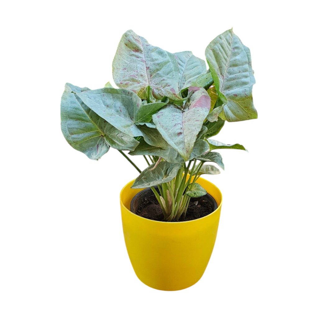 Syngonium (Neon Pink) Plant