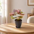 Syngonium (Pink) Plant