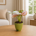 Syngonium (Pink) Plant